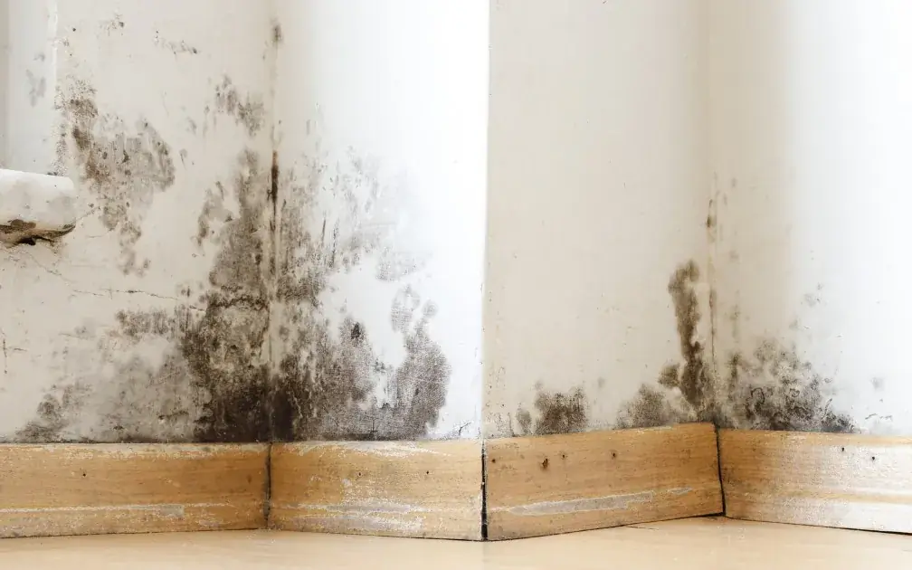 Manchas de moho en una pared pintada con pintura antihumedad que no resolvió la condensación